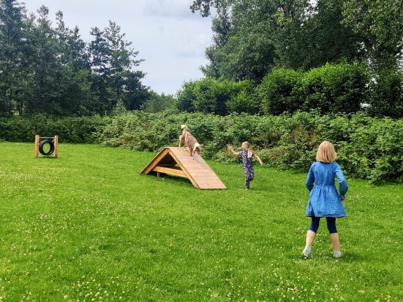 Honden in het park