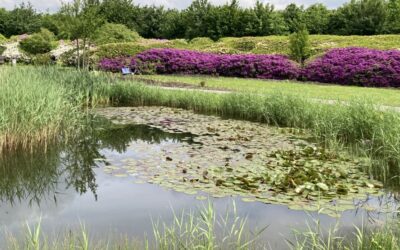 Vrijwilligers van de Japanse Tuin